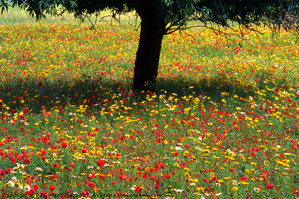 Mallorcan Wild Flowers Picture Board by Paul F Prestidge