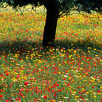 Buy canvas prints of Mallorcan Wild Flowers by Paul F Prestidge