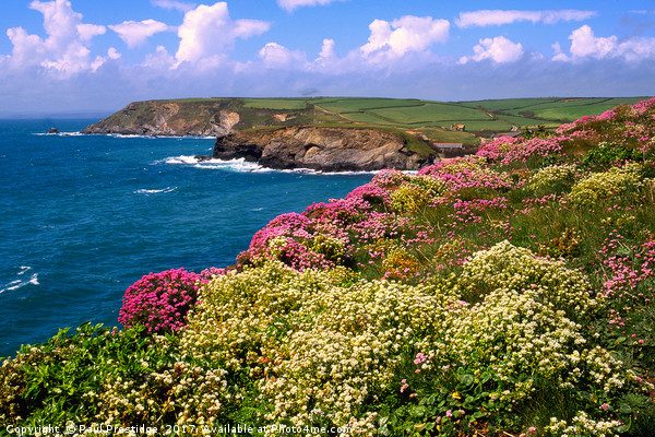 Coastal Flowers, Cornwall Picture Board by Paul F Prestidge