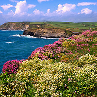 Buy canvas prints of Coastal Flowers, Cornwall by Paul F Prestidge
