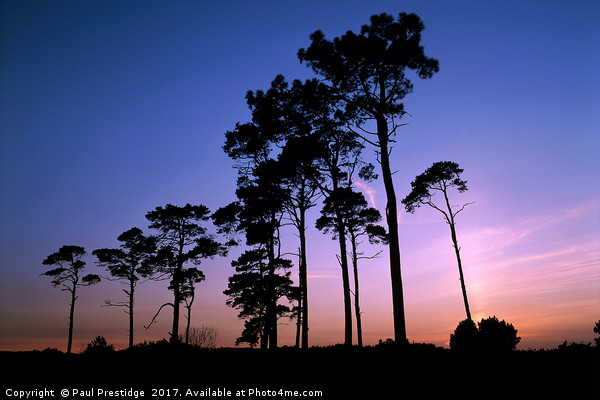 Pine Trees at Sunset Picture Board by Paul F Prestidge
