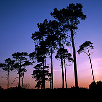 Buy canvas prints of Pine Trees at Sunset by Paul F Prestidge