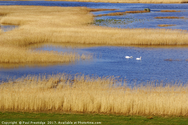 Swans on the Axe Estuary Picture Board by Paul F Prestidge