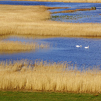 Buy canvas prints of Swans on the Axe Estuary by Paul F Prestidge