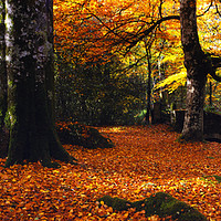 Buy canvas prints of Devon Woods in Autumn by Paul F Prestidge