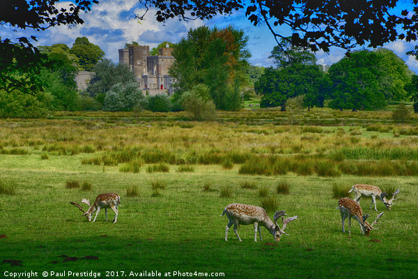        Deer at Powderham Castle           Picture Board by Paul F Prestidge
