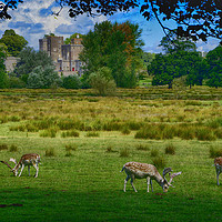 Buy canvas prints of        Deer at Powderham Castle           by Paul F Prestidge