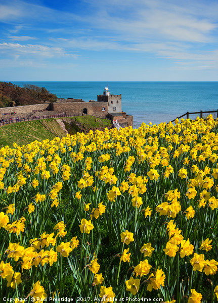 Daffodils at Sidmouth Jurassic Coast, Devon Picture Board by Paul F Prestidge