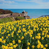 Buy canvas prints of Daffodils at Sidmouth Jurassic Coast, Devon by Paul F Prestidge
