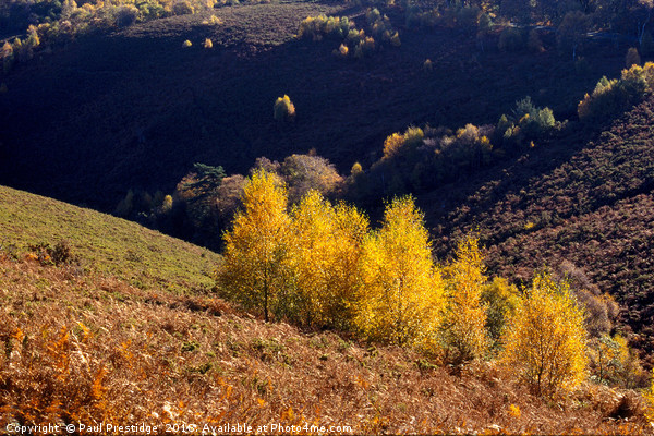 Autumn at Trendlebere Down Picture Board by Paul F Prestidge