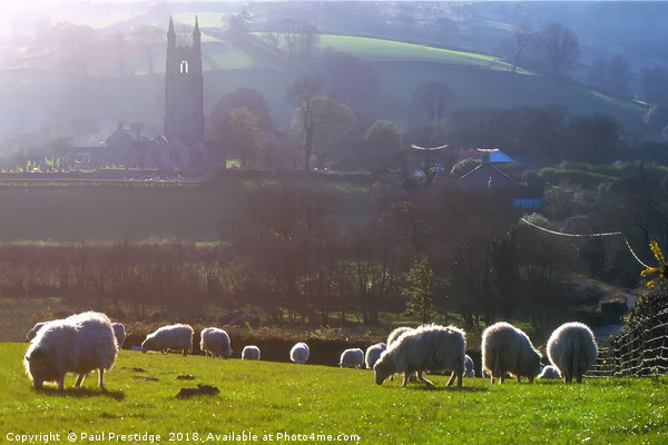 Sheep at Widecombe-in-the-Moor  Picture Board by Paul F Prestidge