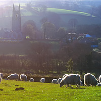 Buy canvas prints of Sheep at Widecombe-in-the-Moor  by Paul F Prestidge