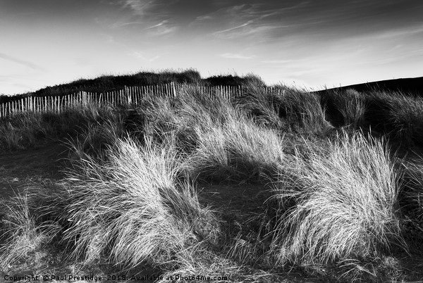 Marram Grass on the Dunes at Bantham Picture Board by Paul F Prestidge