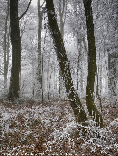 Trees in Hoar Frost Picture Board by Paul F Prestidge