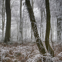 Buy canvas prints of Trees in Hoar Frost by Paul F Prestidge