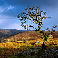 Buy canvas prints of Twisted Tree at Combestone Tor by Paul F Prestidge