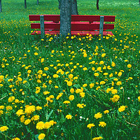 Buy canvas prints of The Red Bench by Paul F Prestidge