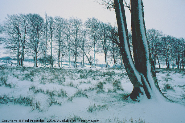Trees in the Snow, Dartmoor Picture Board by Paul F Prestidge