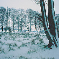 Buy canvas prints of Trees in the Snow, Dartmoor by Paul F Prestidge