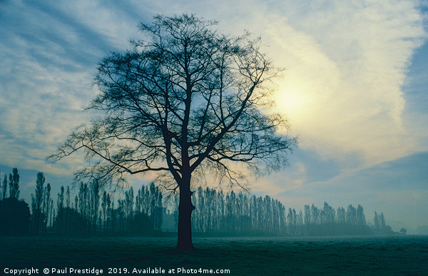 Trees in Winter, Derbyshire Picture Board by Paul F Prestidge