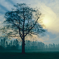 Buy canvas prints of Trees in Winter, Derbyshire by Paul F Prestidge