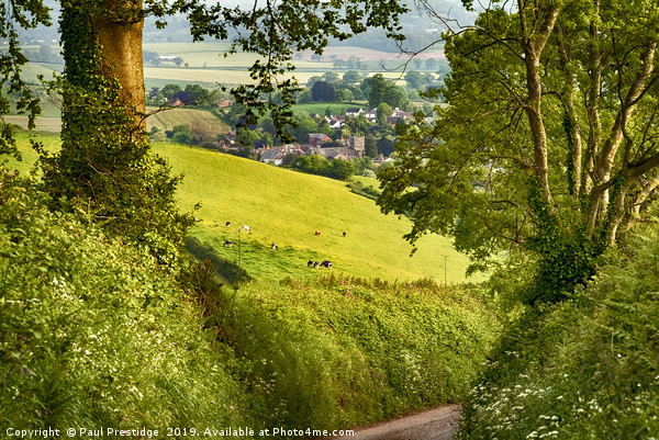 A Devon Country Lane in Spring Picture Board by Paul F Prestidge