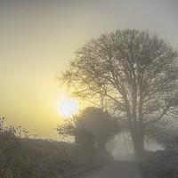 Buy canvas prints of Misty Lane in Devon by Paul F Prestidge