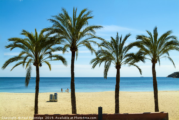 Palms at Magaluf,  Mallorca Picture Board by Paul F Prestidge