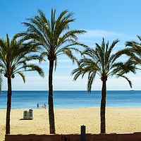 Buy canvas prints of Palms at Magaluf,  Mallorca by Paul F Prestidge