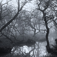 Buy canvas prints of Mysterious Woods in Devon by Paul F Prestidge