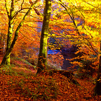Buy canvas prints of Autumnal Splendor at Spitchwick by Paul F Prestidge