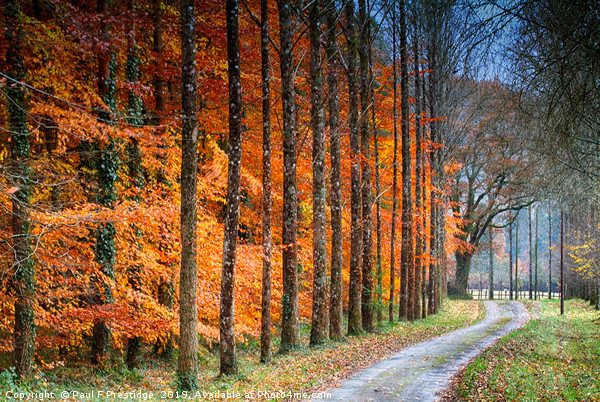  A Devon Lane in Autumn Picture Board by Paul F Prestidge