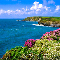 Buy canvas prints of Clifftop Flowers at Church Cove on the Lizard Pano by Paul F Prestidge