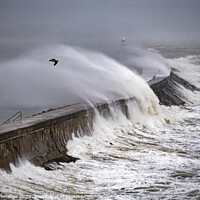 Buy canvas prints of Into the Storm, Brixham by Paul F Prestidge