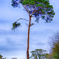 Buy canvas prints of A Scots Pine in the Snow by Paul F Prestidge
