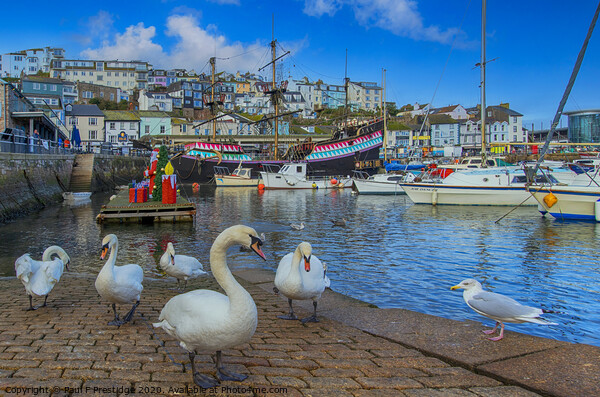 Brixham Harbour Swans at Christmas Picture Board by Paul F Prestidge