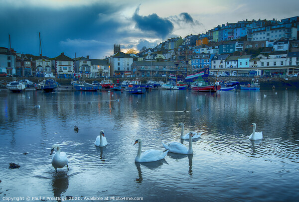 Brixham Harbour with Swans Picture Board by Paul F Prestidge