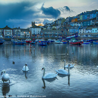 Buy canvas prints of Brixham Harbour with Swans by Paul F Prestidge
