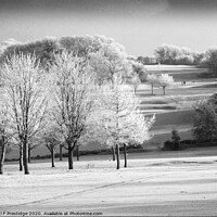 Buy canvas prints of Hoar Frost on the Golf Course,  Monochrome by Paul F Prestidge