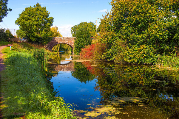 The Grand Western Canal in Autumn Picture Board by Paul F Prestidge