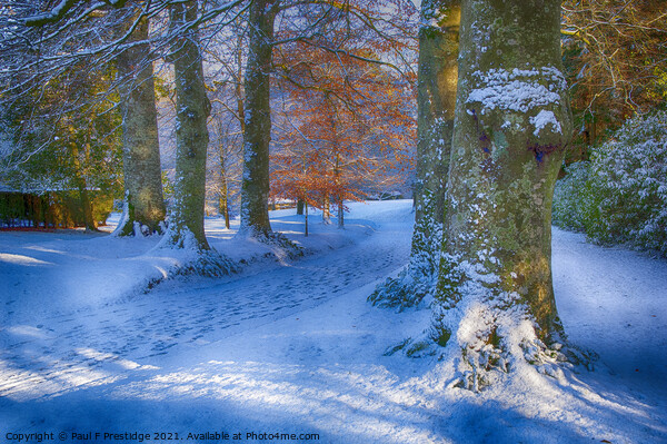 December Snow near Totnes Picture Board by Paul F Prestidge