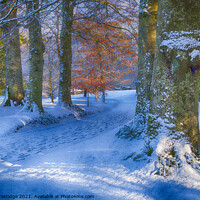 Buy canvas prints of December Snow near Totnes by Paul F Prestidge