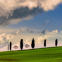 Buy canvas prints of Cypress tree by Marco Bicci