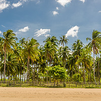 Buy canvas prints of Forest of palm trees by Marco Bicci