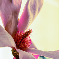 Buy canvas prints of Close up of a pink flower by Marco Bicci
