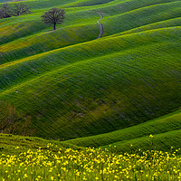 Buy canvas prints of Green hills and flowers by Marco Bicci