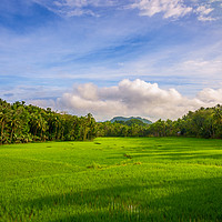 Buy canvas prints of Countryside of Bohol by Marco Bicci