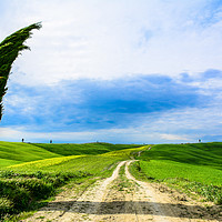 Buy canvas prints of Tuscany dirt road by Marco Bicci