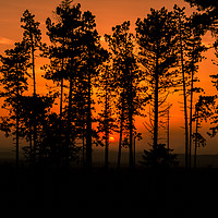 Buy canvas prints of Sunset in the woods by Marco Bicci