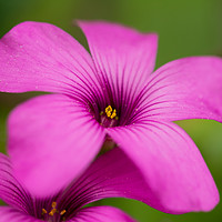 Buy canvas prints of Close up of a purple flower by Marco Bicci